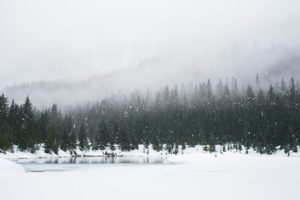 Snow Special Standard