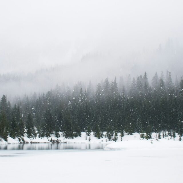 Snow Special Standard