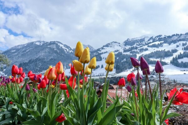 Tulip Special Deluxe