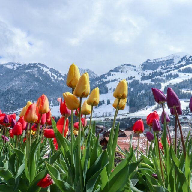 Tulip Special Deluxe